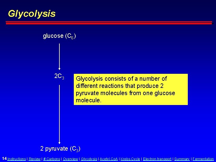 Glycolysis glucose (C 6) 2 C 3 Glycolysis consists of a number of different