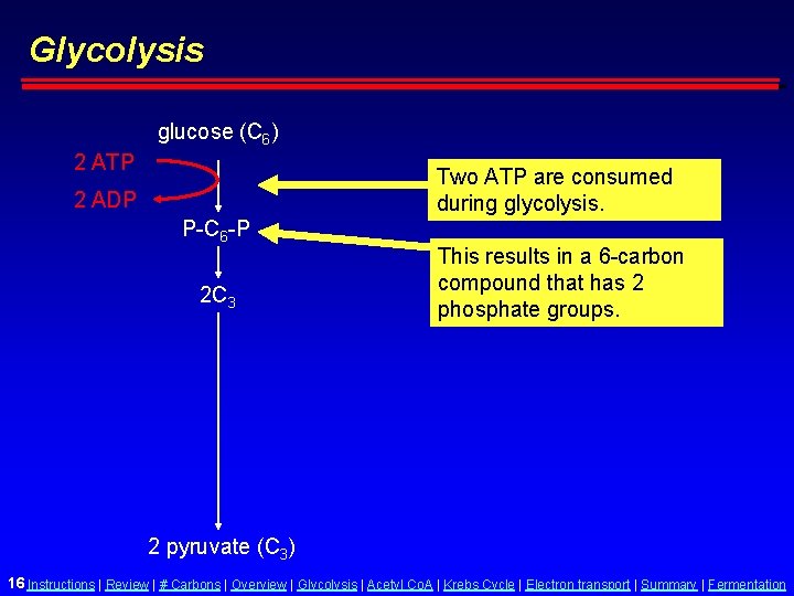 Glycolysis glucose (C 6) 2 ATP Two ATP are consumed during glycolysis. 2 ADP