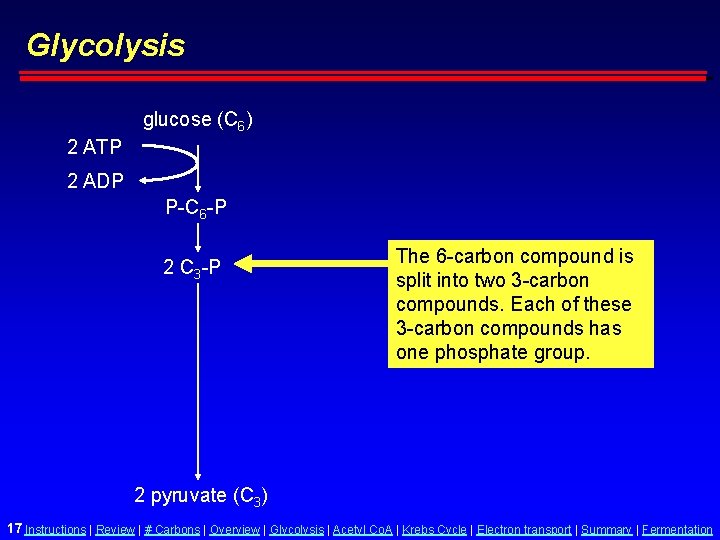 Glycolysis glucose (C 6) 2 ATP 2 ADP P-C 6 -P 2 C 3