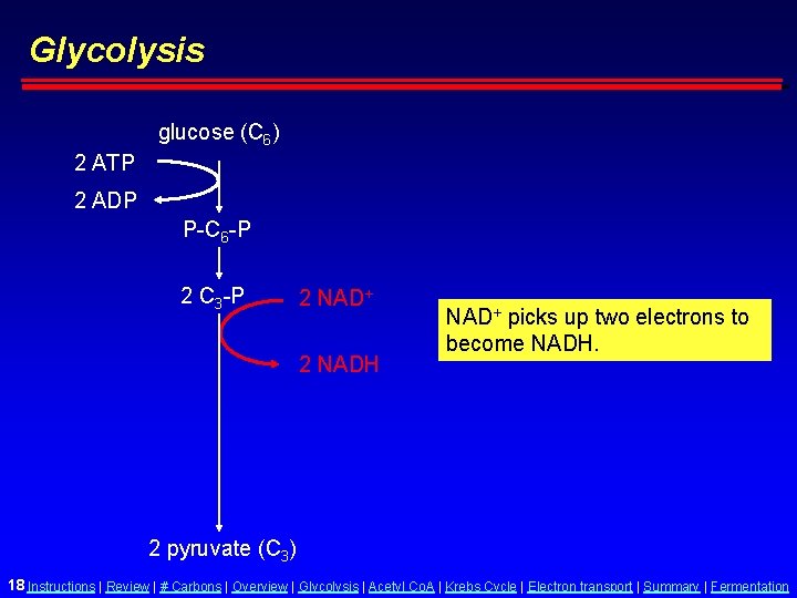 Glycolysis glucose (C 6) 2 ATP 2 ADP P-C 6 -P 2 C 3