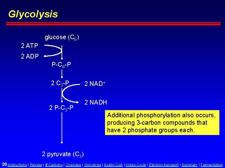 Glycolysis glucose (C 6) 2 ATP 2 ADP P-C 6 -P 2 C 3