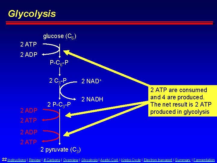 Glycolysis glucose (C 6) 2 ATP 2 ADP P-C 6 -P 2 C 3