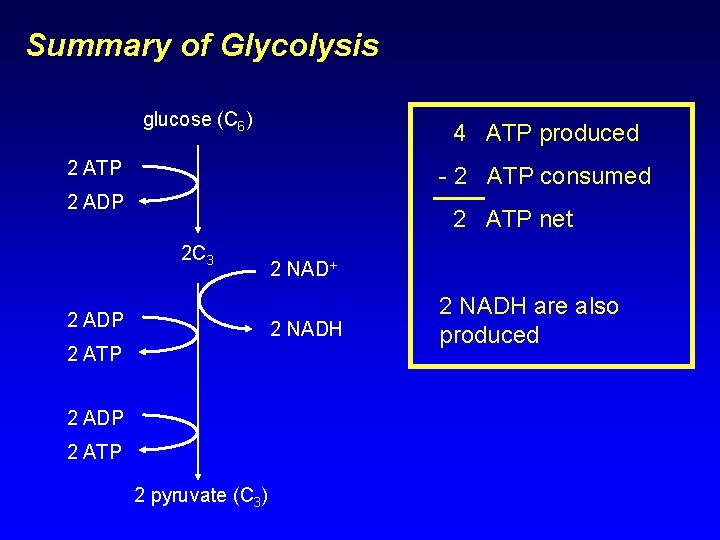 Summary of Glycolysis glucose (C 6) 4 ATP produced 2 ATP - 2 ATP