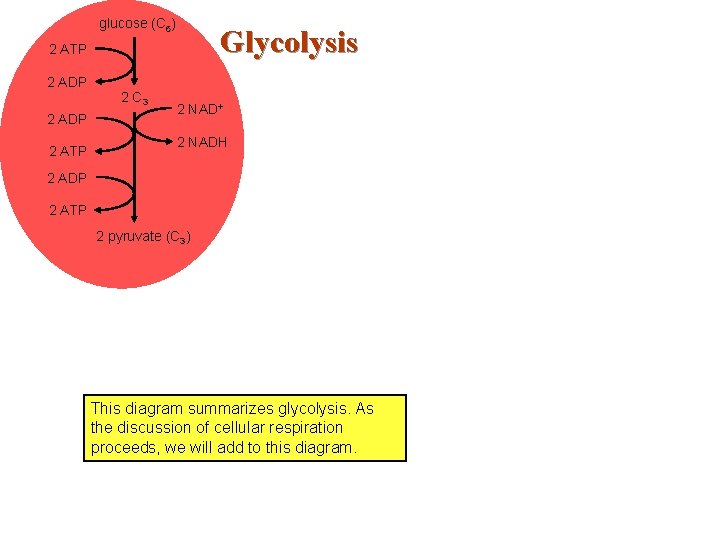 glucose (C 6) Glycolysis 2 ATP Summary - Glycolysis 2 ADP 2 C 3