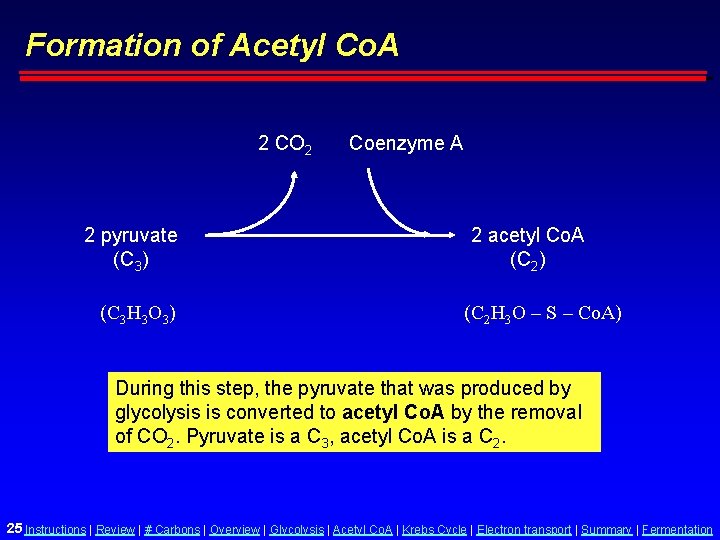 Formation of Acetyl Co. A 2 CO 2 2 pyruvate (C 3) (C 3