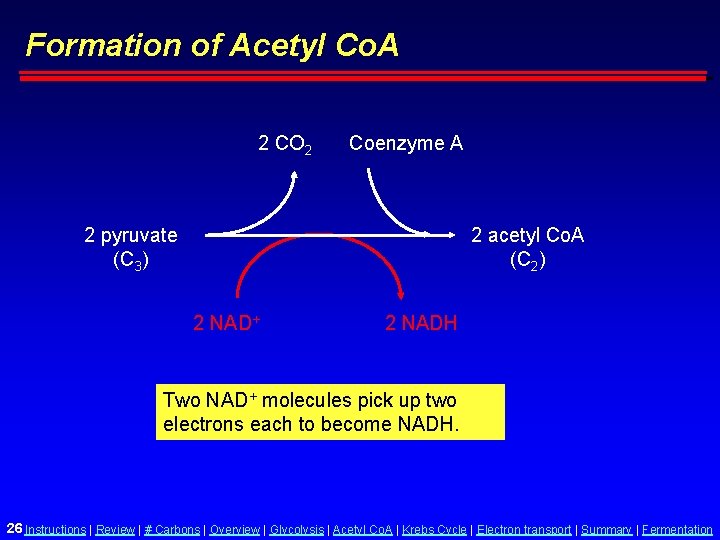 Formation of Acetyl Co. A 2 CO 2 Coenzyme A 2 pyruvate (C 3)