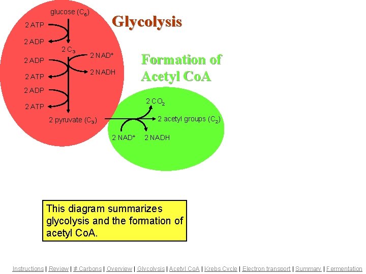 glucose (C 6) Glycolysis 2 ATP 2 ADP 2 C 3 Summary – Glycolysis,