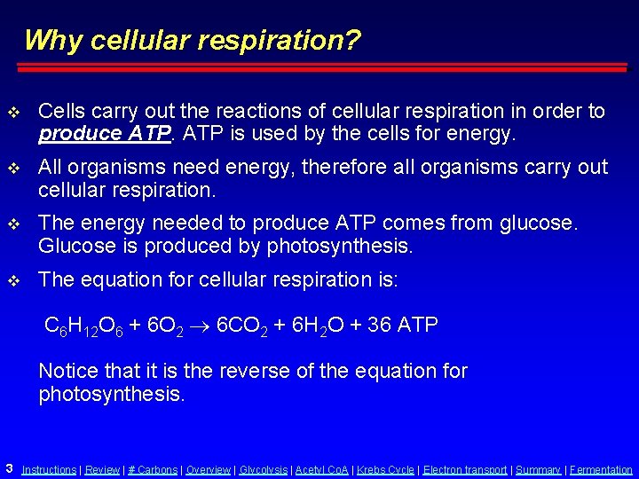 Why cellular respiration? v Cells carry out the reactions of cellular respiration in order