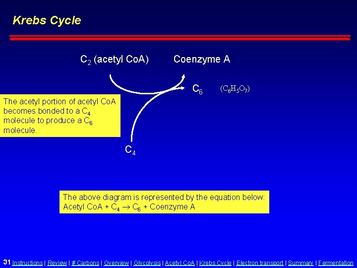 Krebs Cycle C 2 (acetyl Co. A) Coenzyme A C 6 (C 6 H