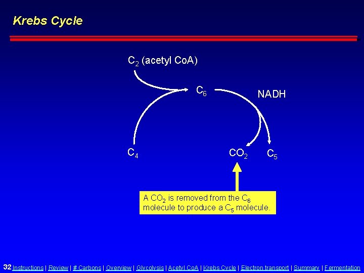 Krebs Cycle C 2 (acetyl Co. A) C 6 C 4 NADH CO 2