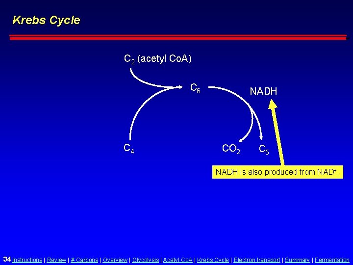 Krebs Cycle C 2 (acetyl Co. A) C 6 C 4 NADH CO 2