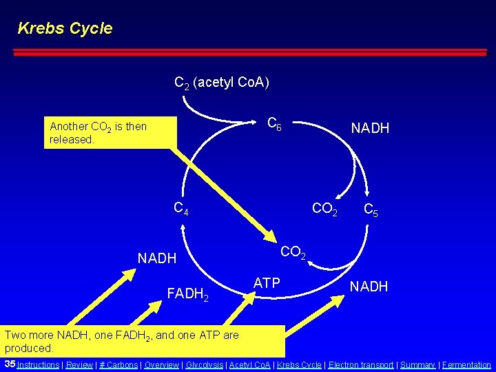 Krebs Cycle C 2 (acetyl Co. A) C 6 Another CO 2 is then