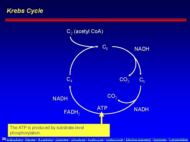 Krebs Cycle C 2 (acetyl Co. A) C 6 C 4 NADH FADH 2