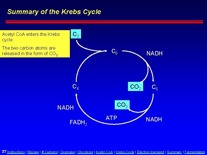 Summary of the Krebs Cycle Acetyl Co. A enters the Krebs cycle. C 2