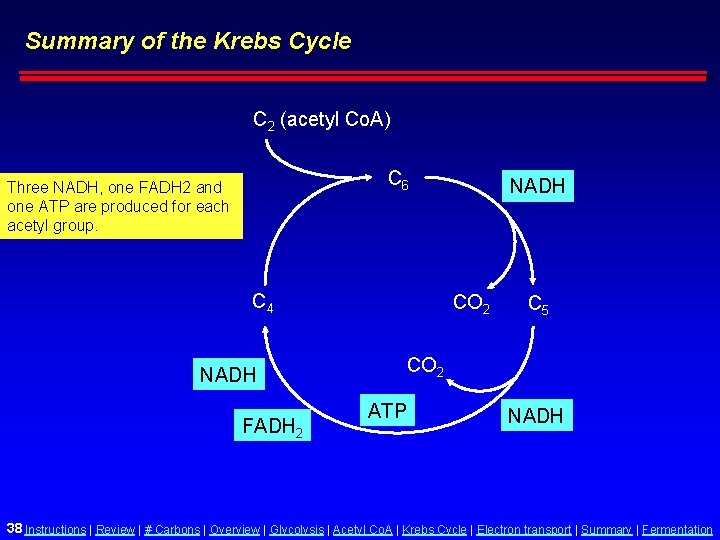 Summary of the Krebs Cycle C 2 (acetyl Co. A) C 6 Three NADH,