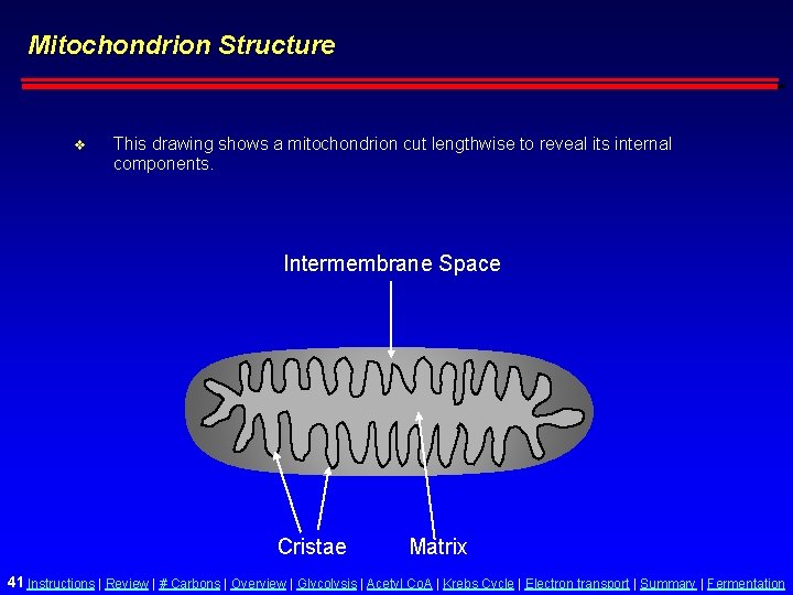 Mitochondrion Structure v This drawing shows a mitochondrion cut lengthwise to reveal its internal