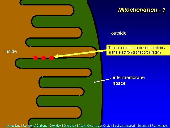 Mitochondrion - 1 outside inside These red dots represent proteins in the electron transport