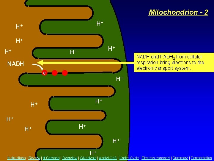 Mitochondrion - 2 H+ H+ H+ NADH and FADH 2 from cellular respiration bring