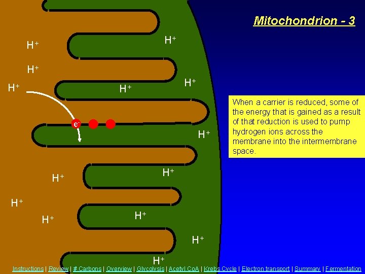 Mitochondrion - 3 H+ H+ H+ e- H+ When a carrier is reduced, some
