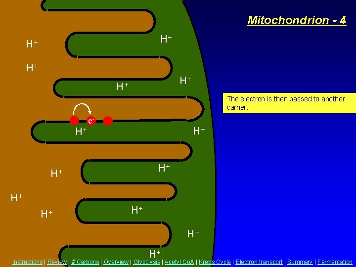 Mitochondrion - 4 H+ H+ H+ The electron is then passed to another carrier.