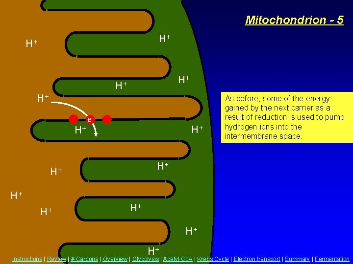 Mitochondrion - 5 H+ H+ H+ e- H+ H+ As before, some of the