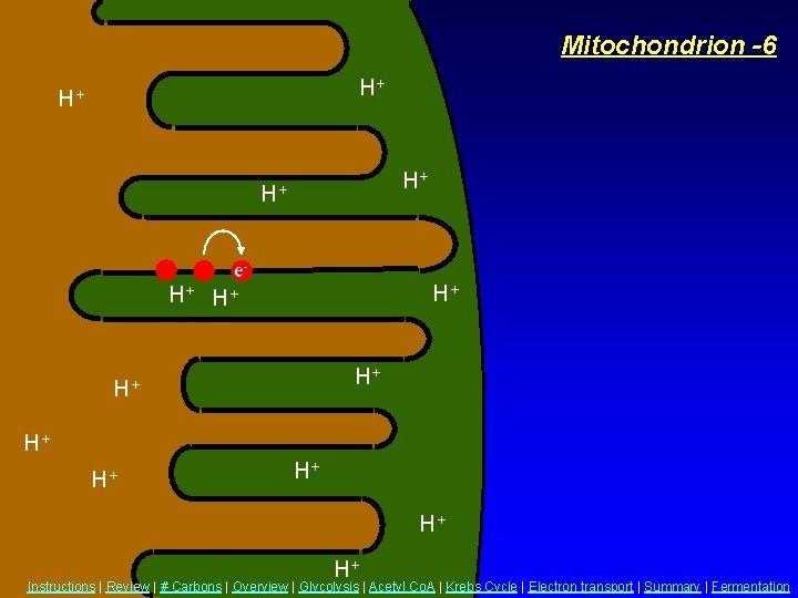 Mitochondrion -6 H+ H+ e- H+ H+ H+ Instructions | Review | # Carbons