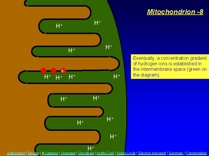 Mitochondrion -8 H+ H+ e. H+ H+ Eventually, a concentration gradient of hydrogen ions