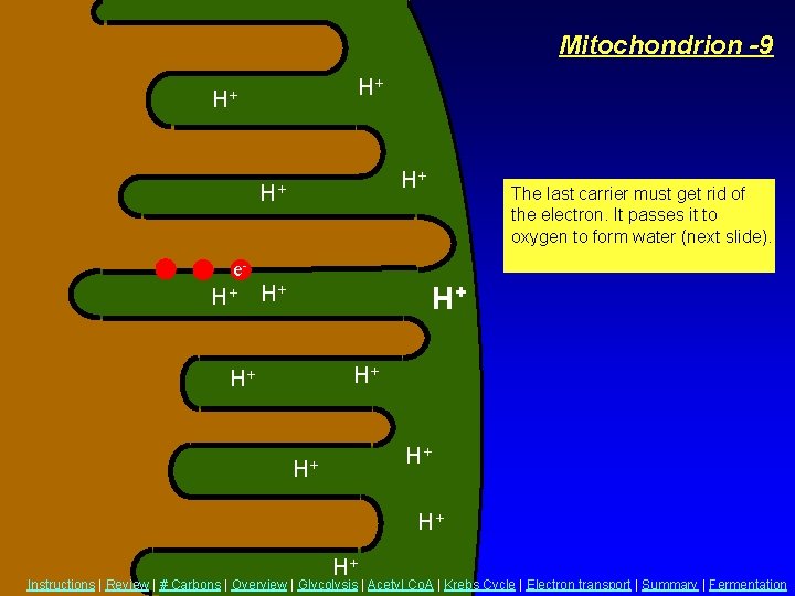 Mitochondrion -9 H+ H+ The last carrier must get rid of the electron. It