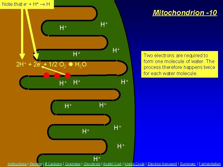 Note that e- + H+ H Mitochondrion -10 H+ H+ Two electrons are required