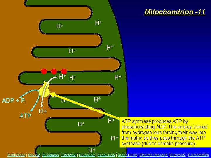 Mitochondrion -11 H+ H+ ADP + Pi ATP H+ H+ H+ ATP synthase produces