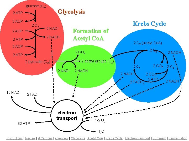 glucose (C 6) Glycolysis 2 ATP 2 ADP 2 C Summary – Glycolysis, Acetyl