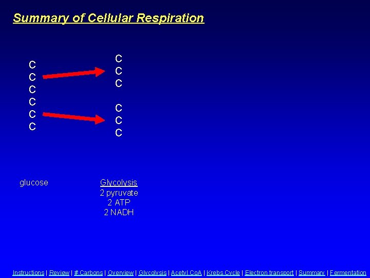 Summary of Cellular Respiration C C C glucose C C C Glycolysis 2 pyruvate