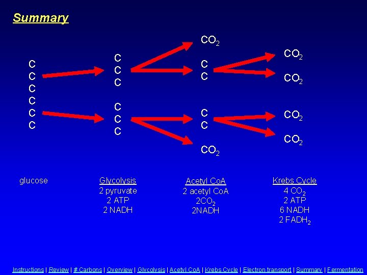 Summary CO 2 C C C C CO 2 glucose Glycolysis 2 pyruvate 2