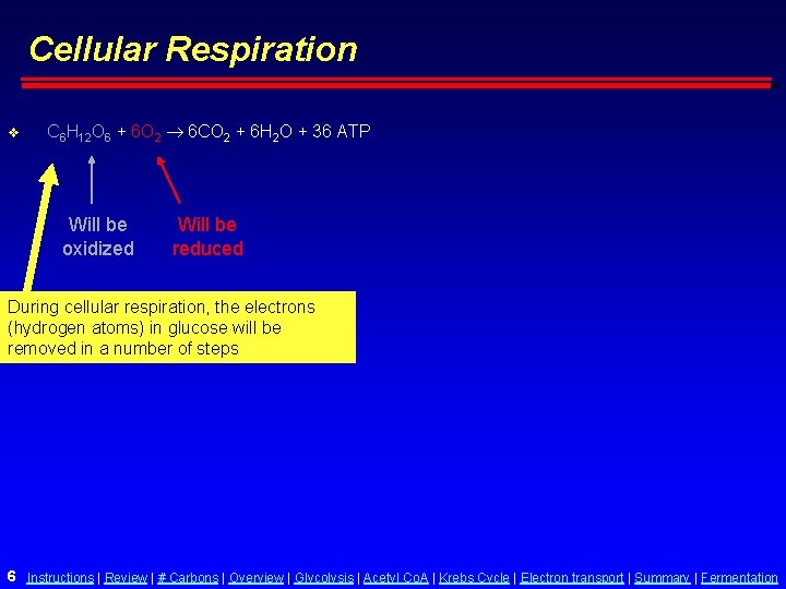Cellular Respiration v C 6 H 12 O 6 + 6 O 2 6