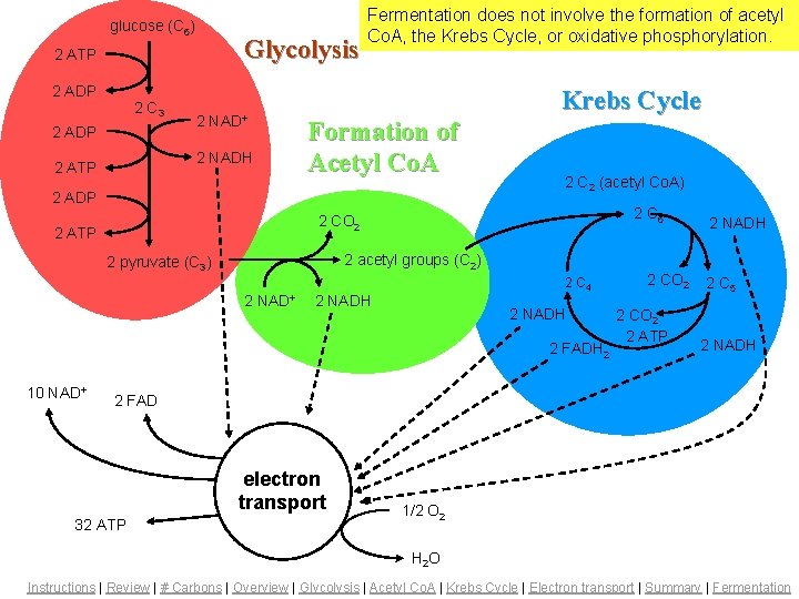 glucose (C 6) Glycolysis 2 ATP 2 ADP 2 C 3 Fermentation 2 ADP