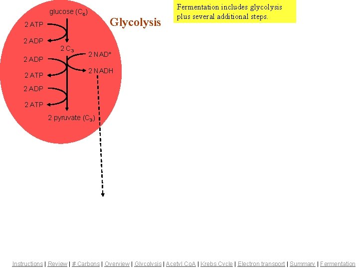 glucose (C 6) Glycolysis 2 ATP 2 ADP Fermentation 2 ADP 2 ATP 2