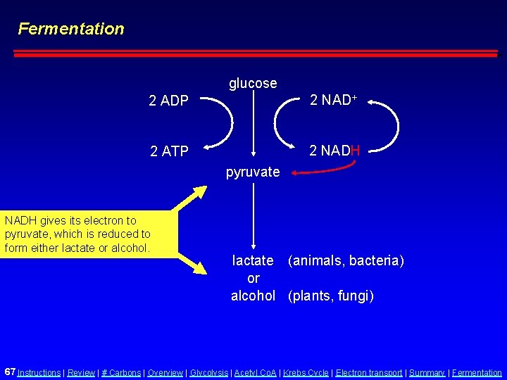 Fermentation glucose 2 ADP 2 NAD+ 2 ATP 2 NADH pyruvate NADH gives its