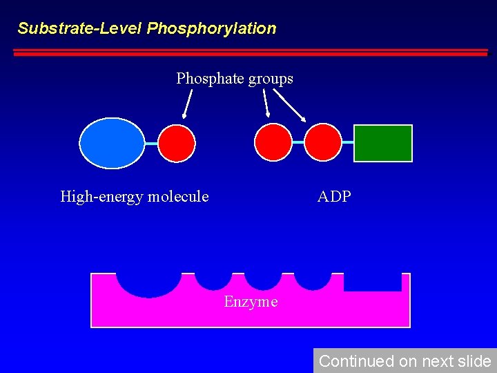 Substrate-Level Phosphorylation Phosphate groups High-energy molecule ADP Enzyme Continued on next slide 
