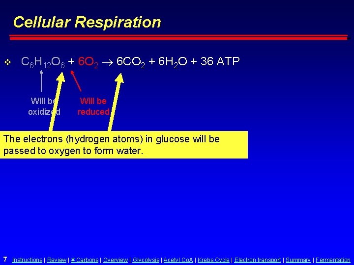 Cellular Respiration v C 6 H 12 O 6 + 6 O 2 6