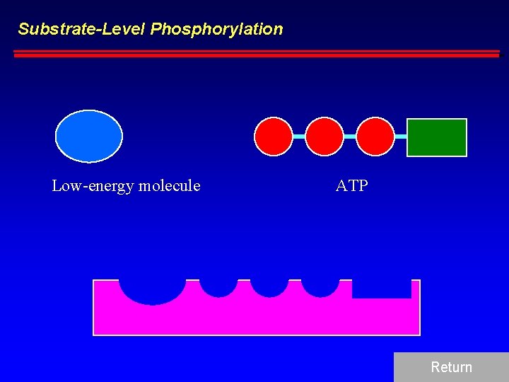 Substrate-Level Phosphorylation Low-energy molecule ATP Return 