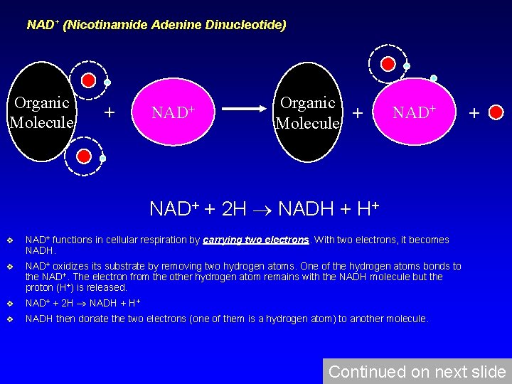 NAD+ (Nicotinamide Adenine Dinucleotide) Organic Molecule + NAD+ Organic + Molecule NAD+ + 2