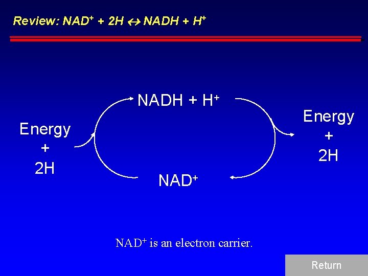 Review: NAD+ + 2 H NADH + H+ Energy + 2 H NAD+ is