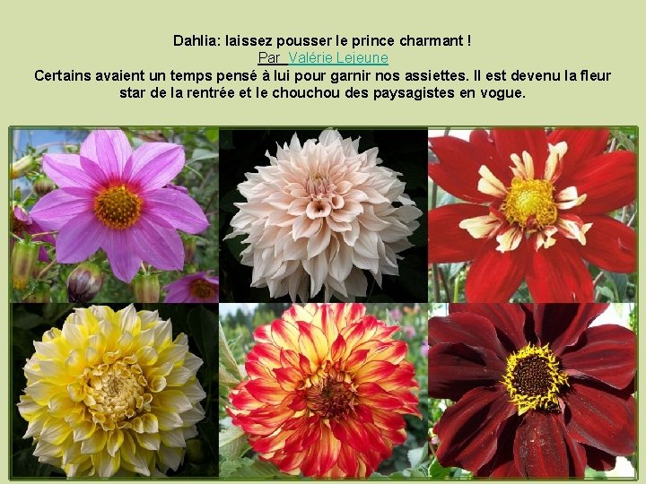 Dahlia: laissez pousser le prince charmant ! Par Valérie Lejeune Certains avaient un temps