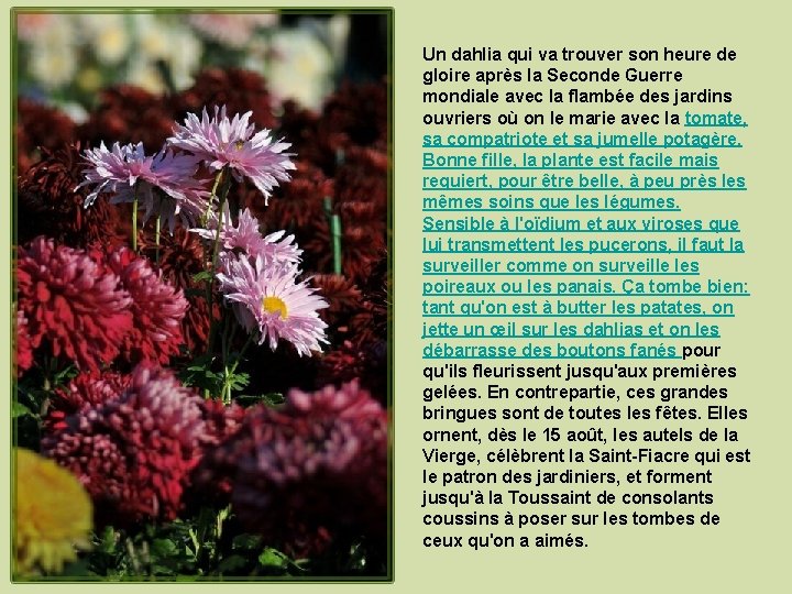 Un dahlia qui va trouver son heure de gloire après la Seconde Guerre mondiale