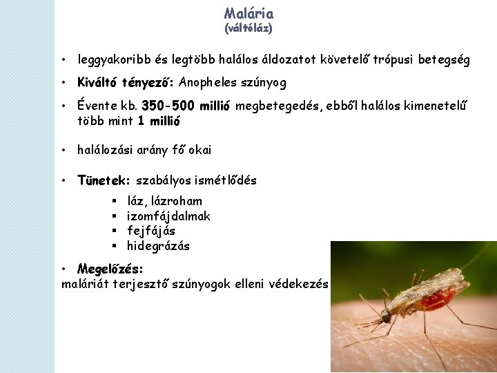 Malária (váltóláz) • leggyakoribb és legtöbb halálos áldozatot követelő trópusi betegség • Kiváltó tényező: