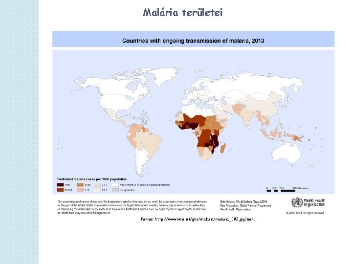 Malária területei Forrás: http: //www. who. int/gho/malaria_003. jpg? ua=1 