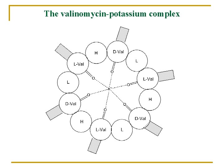 The valinomycin-potassium complex 