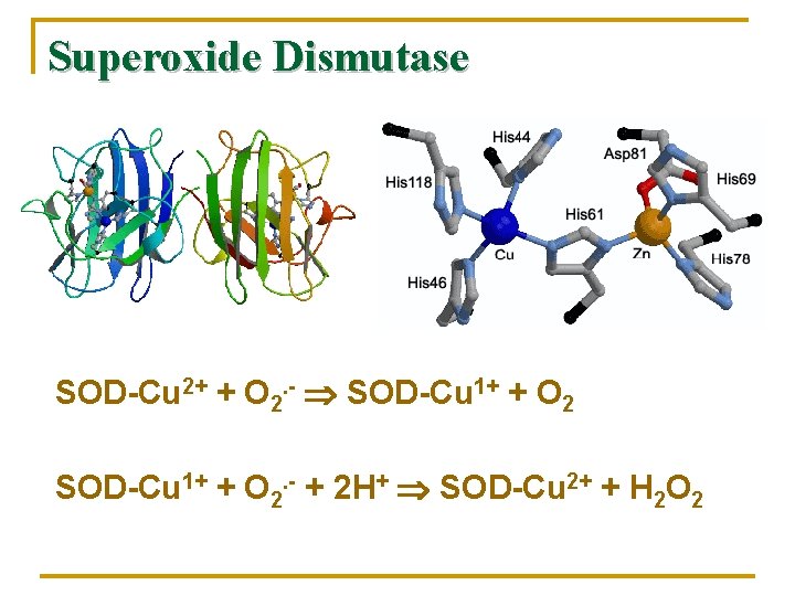 Superoxide Dismutase SOD-Cu 2+ + O 2. - SOD-Cu 1+ + O 2. -