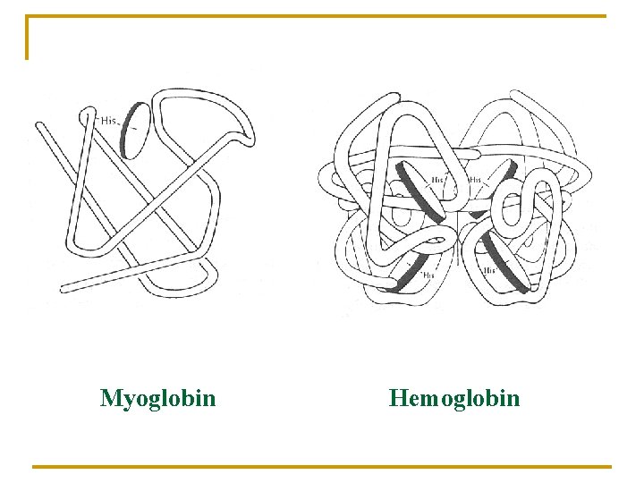 Myoglobin Hemoglobin 