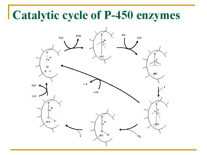 Catalytic cycle of P-450 enzymes H 2 O RH ROH H 2 O +A